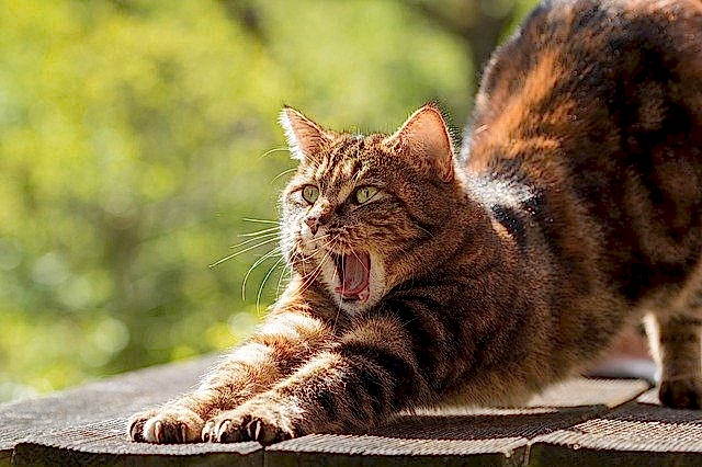 YOGA para el CANSANCIO y la FATIGA al DESPERTAR 3 Un gato estirándose